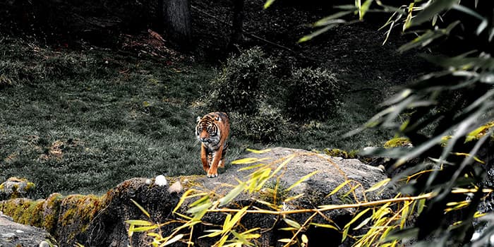 Jungle safari
